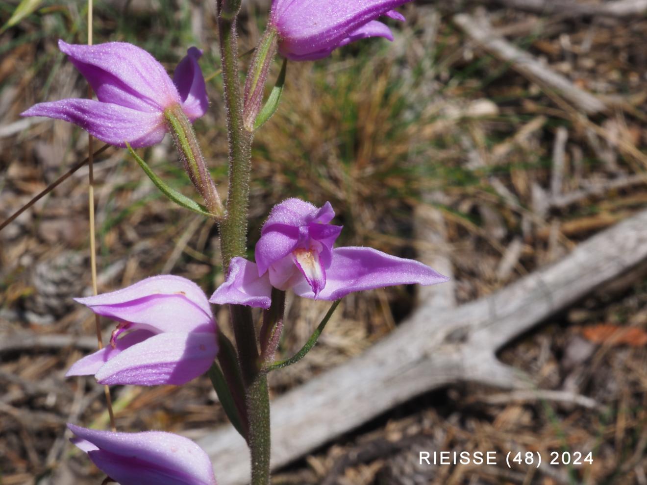 Helleborine, Red